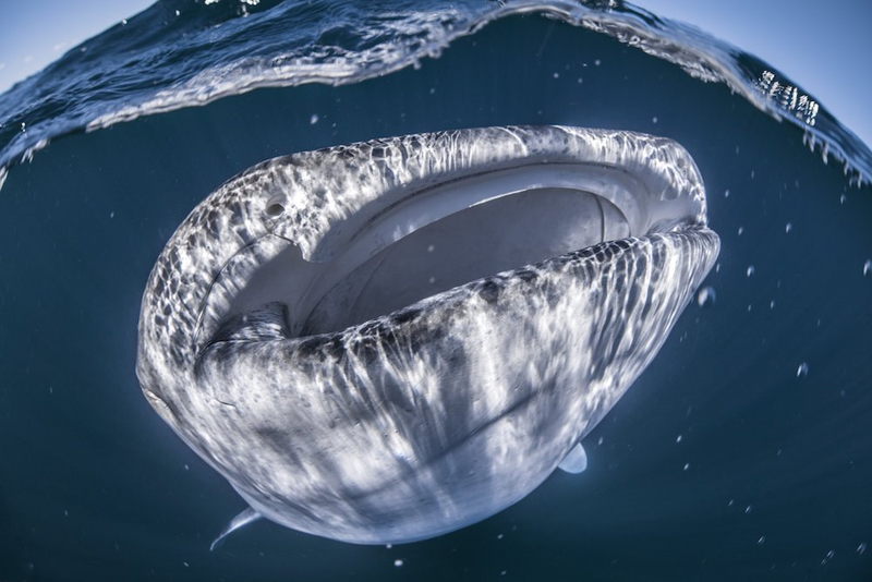Illustration for article titled Esta escalofriante imagen de un gigantesco tiburón ballena nadando bajo un bote es en realidad una ilusión óptica